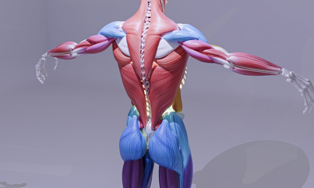 Metandienona y salud cardiovascular