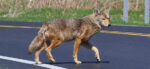 Coyotes Thorold - what to do stay safe